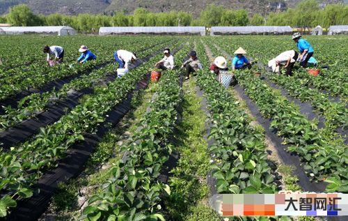 農村創業最新項目