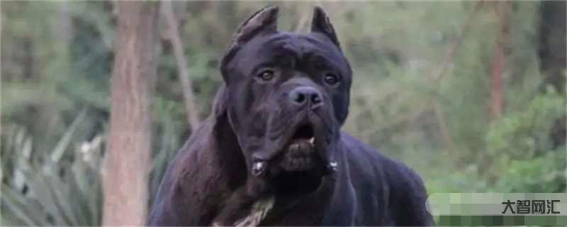 卡斯羅犬張啥樣