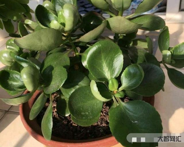 長壽花需要多久開花-長壽花需要多久開花長壽花需要多久開花結果，太瘋狂了，