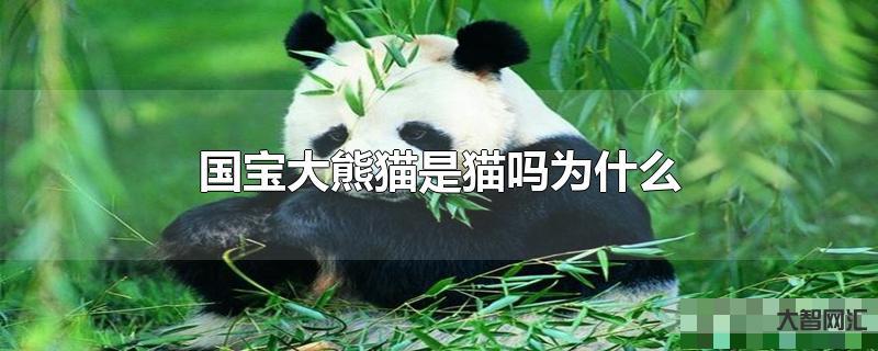 大熊貓是貓嗎