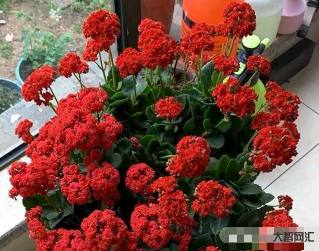 長壽花需要多久開花-長壽花需要多久開花長壽花需要多久開花結果，太瘋狂了，