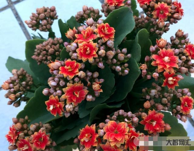 長壽花需要多久開花-長壽花需要多久開花長壽花需要多久開花結果，太瘋狂了，