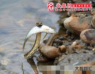 夢(mèng)見蛇是什么預(yù)兆
