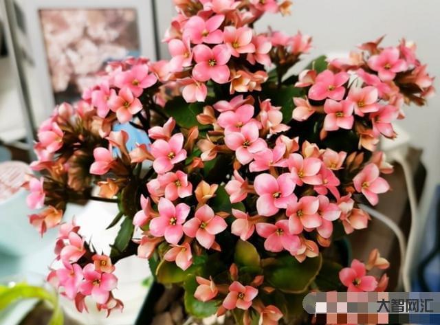 長壽花需要多久開花-長壽花需要多久開花長壽花需要多久開花結果，太瘋狂了，