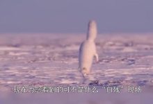 動物園北極狐指甲過長行走困難-家養的八哥指甲過長,不能正常行走,應該怎-大智網匯