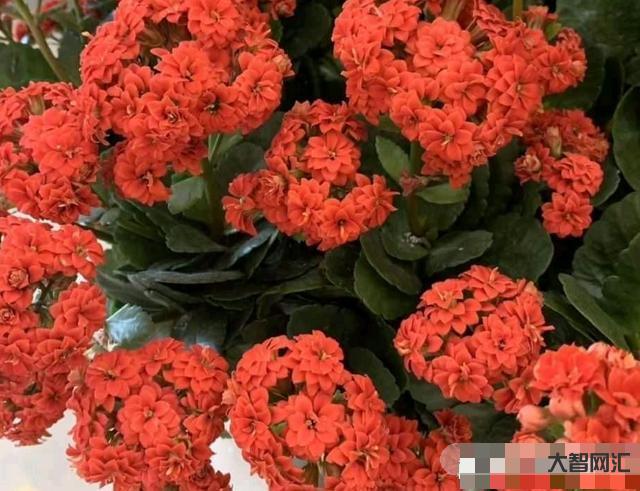 長壽花需要多久開花-長壽花需要多久開花長壽花需要多久開花結果，太瘋狂了，