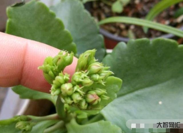 長壽花需要多久開花-長壽花需要多久開花長壽花需要多久開花結果，太瘋狂了，