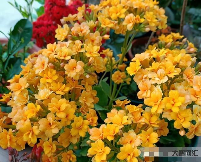 長壽花需要多久開花-長壽花需要多久開花長壽花需要多久開花結果，太瘋狂了，