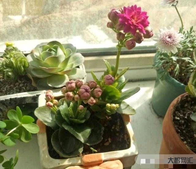 長壽花需要多久開花-長壽花需要多久開花長壽花需要多久開花結果，太瘋狂了，