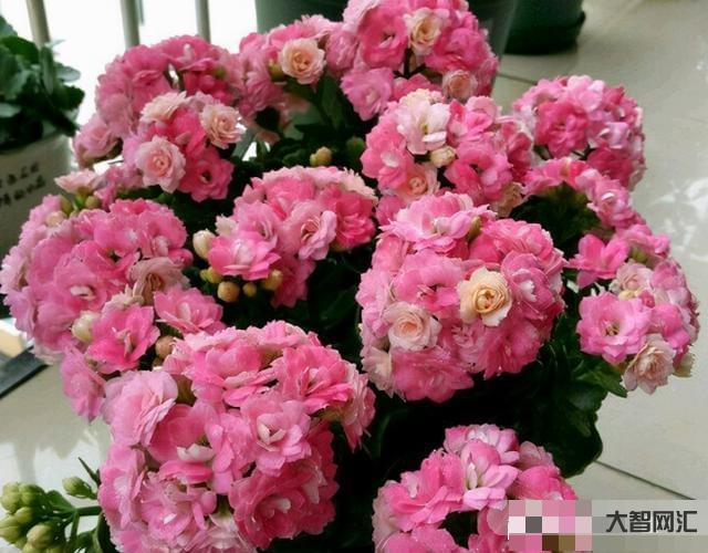 長壽花需要多久開花-長壽花需要多久開花長壽花需要多久開花結果，太瘋狂了，
