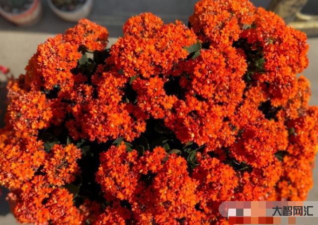長壽花需要多久開花-長壽花需要多久開花長壽花需要多久開花結果，太瘋狂了，
