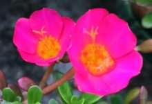 太陽花圖片-向日葵什么時(shí)候開花,向日葵圖片-大智網(wǎng)匯