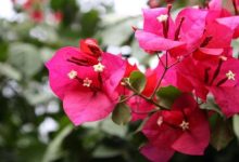 三角梅的養(yǎng)殖方法和注意事項(xiàng)-三角梅盆栽的養(yǎng)殖的方法和注意的事項(xiàng)-大智網(wǎng)匯