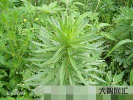 2、這種植物是蘇軾詩中的三蒿,“三蒿滿地蘆芽短”