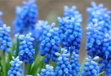 風(fēng)信子花語(yǔ)-風(fēng)信子的花語(yǔ)是什么-大智網(wǎng)匯