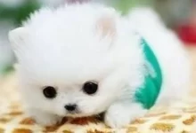 茶杯犬多少錢一只-茶杯犬多少錢一只-大智網匯
