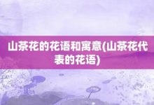 山茶花的花語和寓意-山茶花代表的花語-大智網匯