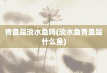 青魚是淡水魚嗎-淡水魚青魚是什么魚-大智網匯