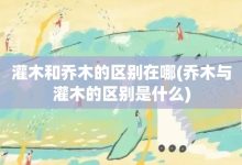 灌木和喬木的區別在哪-喬木與灌木的區別是什么-大智網匯