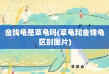 金錢龜是草龜嗎-草龜和金錢龜區(qū)別圖片-大智網(wǎng)匯