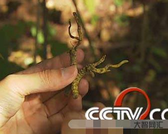 1、冬蟲夏草煙多少錢?一包一包一包冬蟲夏草煙多少錢