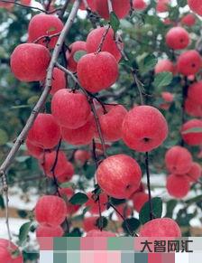 碩果這個詞是什么意思