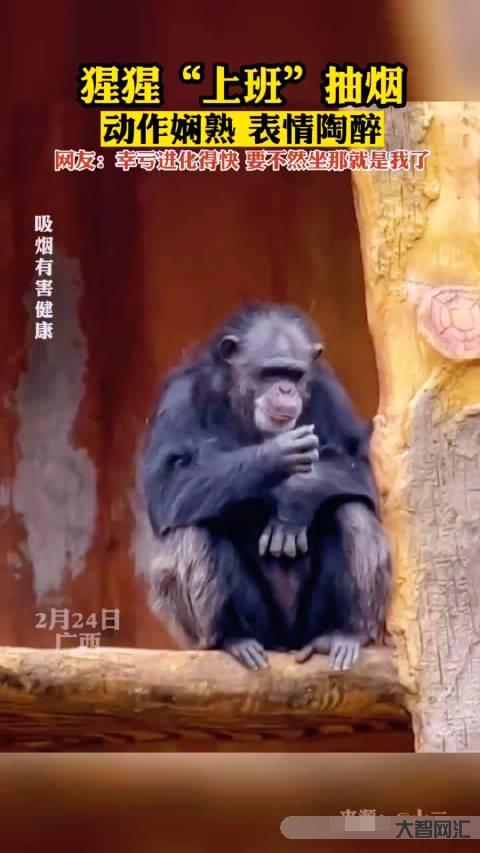 猩猩抽煙滅煙頭視頻-柬埔寨猴子抽煙吞云吐霧,望向天空若有所思,網友:它 猩猩抽煙滅煙頭視頻-柬埔寨猴子抽煙吞云吐霧,望向天空若有所思,網友:它