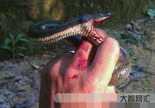 1、夢見被蛇咬是什么意思?