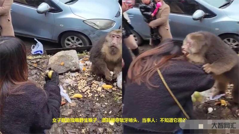 喂猴子被啃頭視頻-孫悟空吃蟠桃,為何咬一口就扔?原因很現實 喂猴子被啃頭視頻-孫悟空吃蟠桃,為何咬一口就扔?原因很現實
