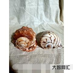 海南貝殼一元一杯-島內外專家學者?？谘杏憽耙粠б宦放c海南貝殼文化”