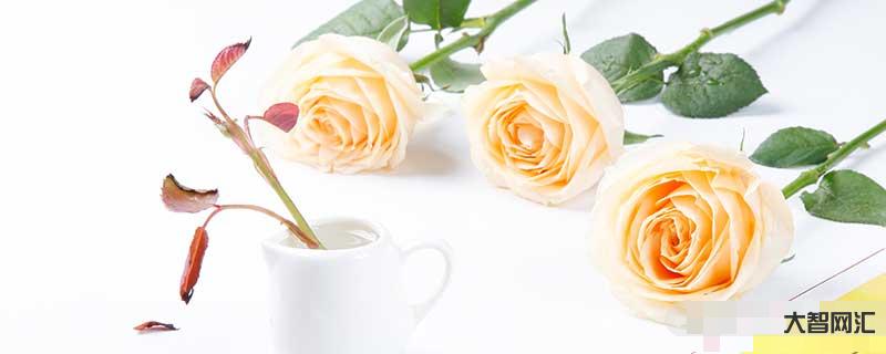 誰知道香檳玫瑰的花語是什么？香檳玫瑰花語