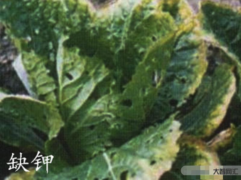 1、缺鉀的癥狀是什么?如何補充鉀?