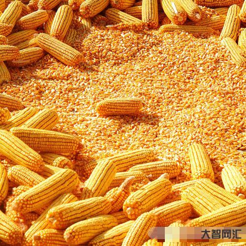 查玉米期貨-多重利空因素影響,玉米期貨跳水,現貨價格會跌嗎?今日玉米價 查玉米期貨-多重利空因素影響,玉米期貨跳水,現貨價格會跌嗎?今日玉米價