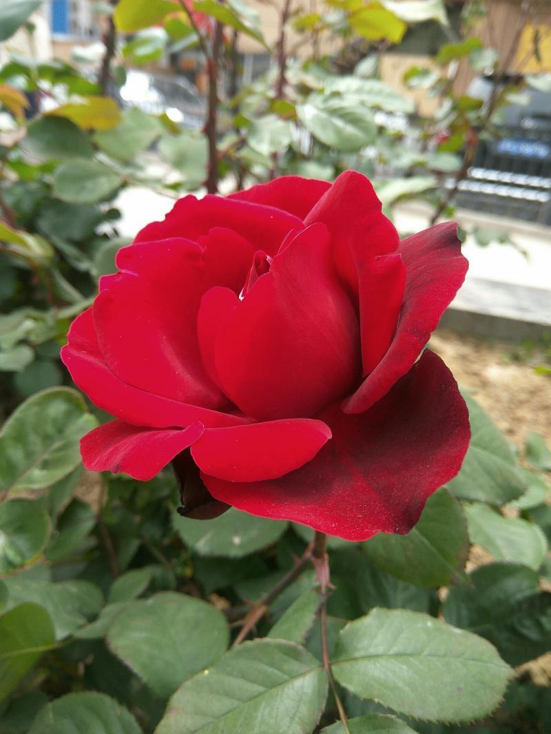 月季花怎么襯托花朵的美-月季花開香滿園,嘗試四個思路,拍攝出月季花曼妙 月季花怎么襯托花朵的美-月季花開香滿園,嘗試四個思路,拍攝出月季花曼妙