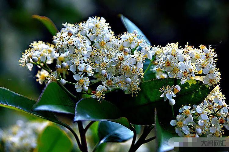 石楠花的花語yue-又是一年石楠至，花香滿城愁煞人