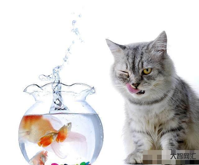 貓生活在陸地又很怕水，但是卻喜歡吃魚，這是為什么？-辟謠:貓咪怕水不愛