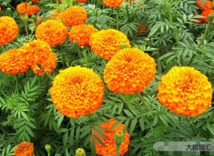 calendula-金盞花雍容華貴，還可美容養顏，盆栽養護還很簡單哦