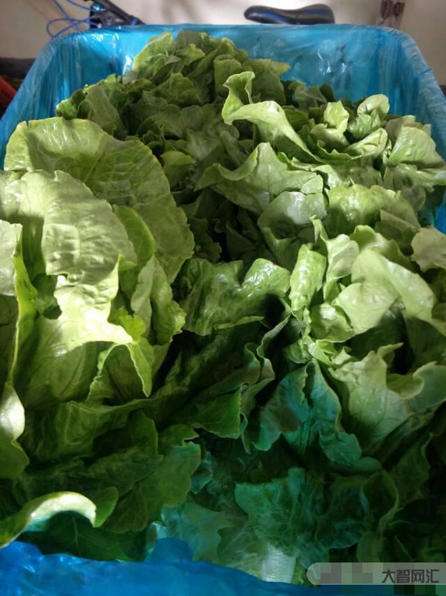便宜又大的蔬菜-建議大家:夏天遇見這5種蔬菜，放心買!不打農藥，應季還