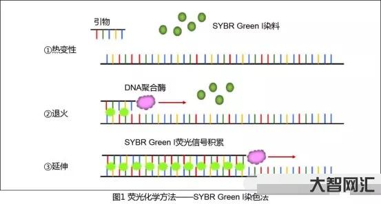 pcr是什么意思-PCR(生物學的聚合酶鏈反應) pcr是什么意思-PCR(生物學的聚合酶鏈反應)