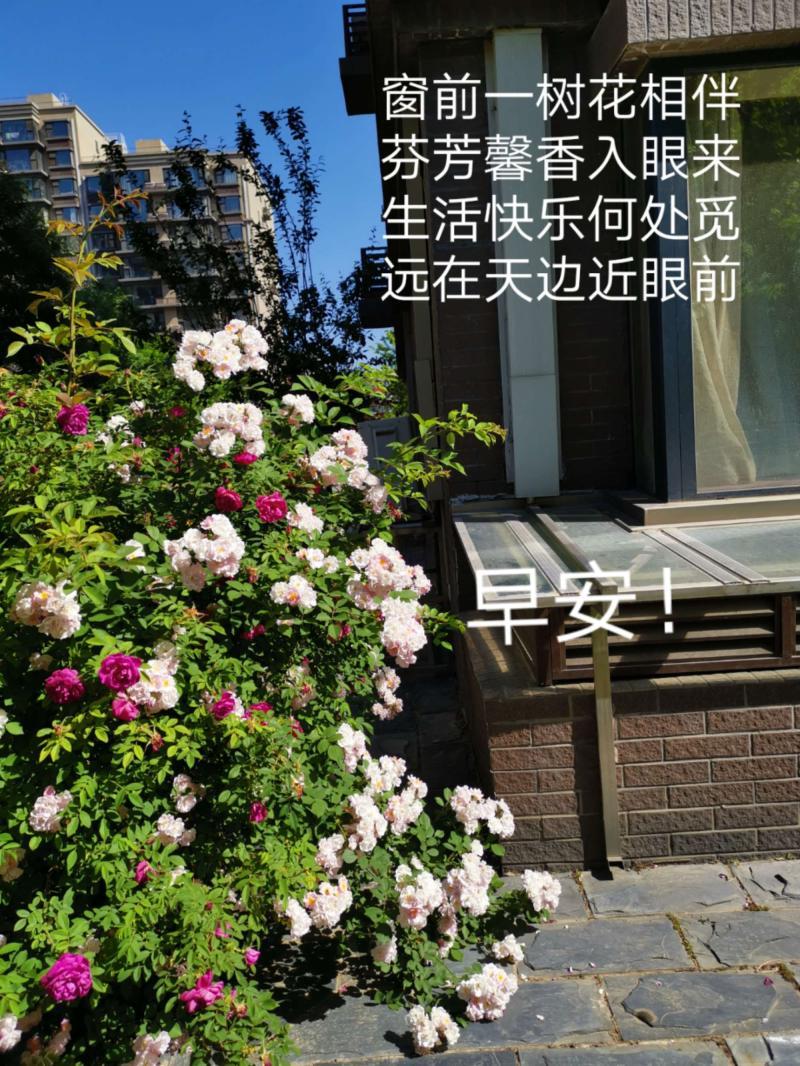 每天起來怎么樣問早安-5月28日每天一清早,相互來問好!短短兩三語,濃 每天起來怎么樣問早安-5月28日每天一清早,相互來問好!短短兩三語,濃
