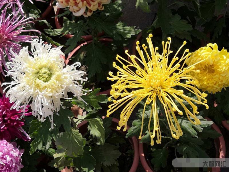 革命先烈紀(jì)念碑旁的花-落葉開花飛火鳳,陽(yáng)春三月“花城”的C位仍是那火紅 革命先烈紀(jì)念碑旁的花-落葉開花飛火鳳,陽(yáng)春三月“花城”的C位仍是那火紅