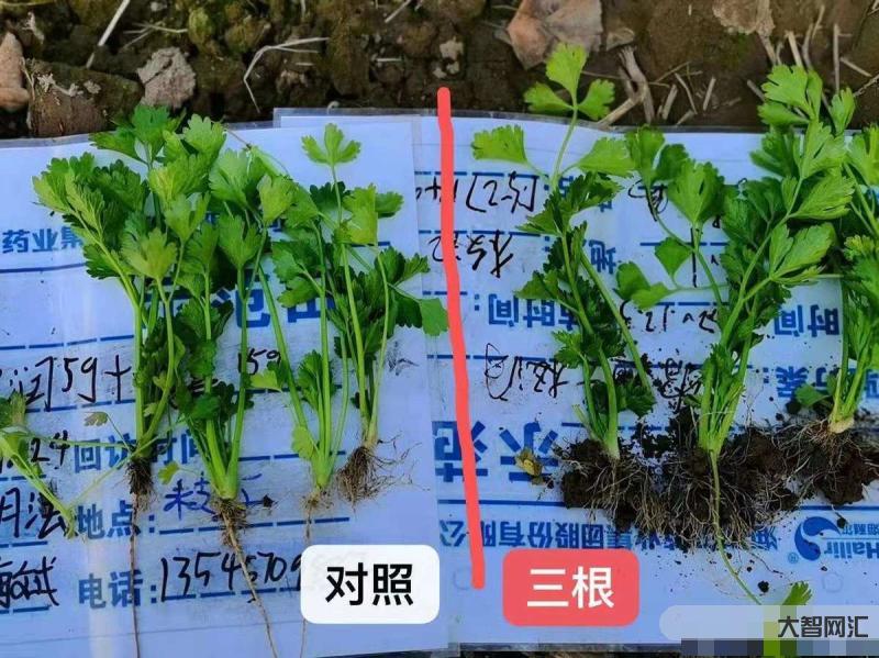 蔬菜根怎么長的快-5種“青菜根”,扔了太浪費,插進花盆澆澆水,能吃大半 蔬菜根怎么長的快-5種“青菜根”,扔了太浪費,插進花盆澆澆水,能吃大半