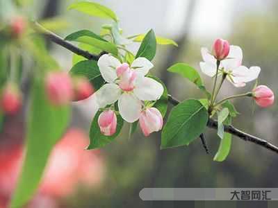 綠肥紅瘦是什么季節-《知否》中有7對真愛夫妻,其中有一對是顧二叔和盛明 綠肥紅瘦是什么季節-《知否》中有7對真愛夫妻,其中有一對是顧二叔和盛明