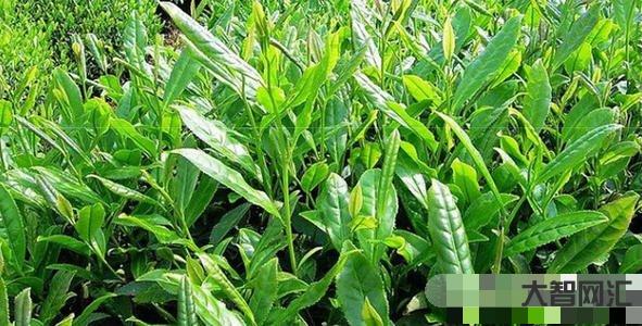 苦丁茶有什么作用和功效-苦丁茶的作用 降三高去口臭效果好 苦丁茶有什么作用和功效-苦丁茶的作用 降三高去口臭效果好