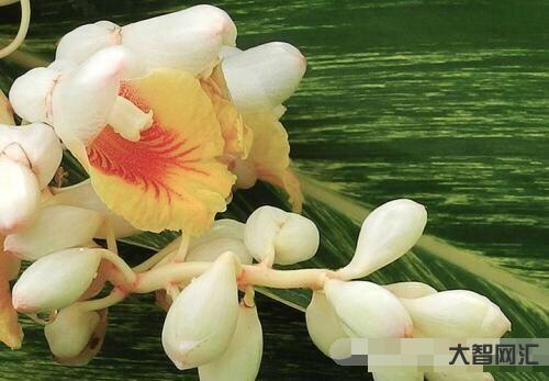 豆蔻年華是指多少歲-金釵之年是指多少歲 螞蟻莊園2020年10月29日 豆蔻年華是指多少歲-金釵之年是指多少歲 螞蟻莊園2020年10月29日