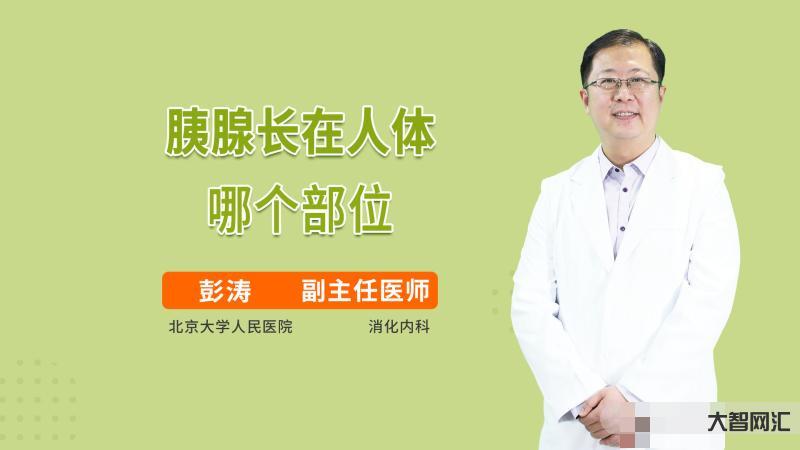 胰腺在人體的哪個部位圖解-人體的奧秘:了不起的胰腺,終于知道糖尿病和營 胰腺在人體的哪個部位圖解-人體的奧秘:了不起的胰腺,終于知道糖尿病和營