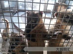 給大家科普下秋去冬來打一動物（秋去冬來打一動物生肖）