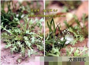 芨芨菜如何做好吃包餃子，芨芨菜如何做好吃的方法