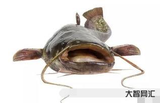 鯰魚的營養價值及功效及禁忌，鯽魚的營養價值及功效與作用