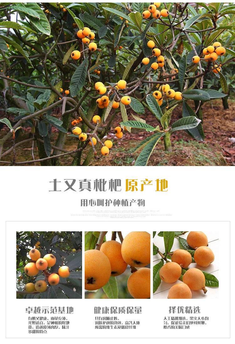 琵琶水果功效與作用是什么-枇杷的營養(yǎng)價值和主要用途 琵琶水果功效與作用是什么-枇杷的營養(yǎng)價值和主要用途